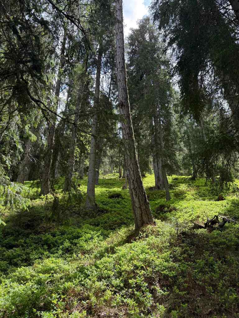 Dolomiti